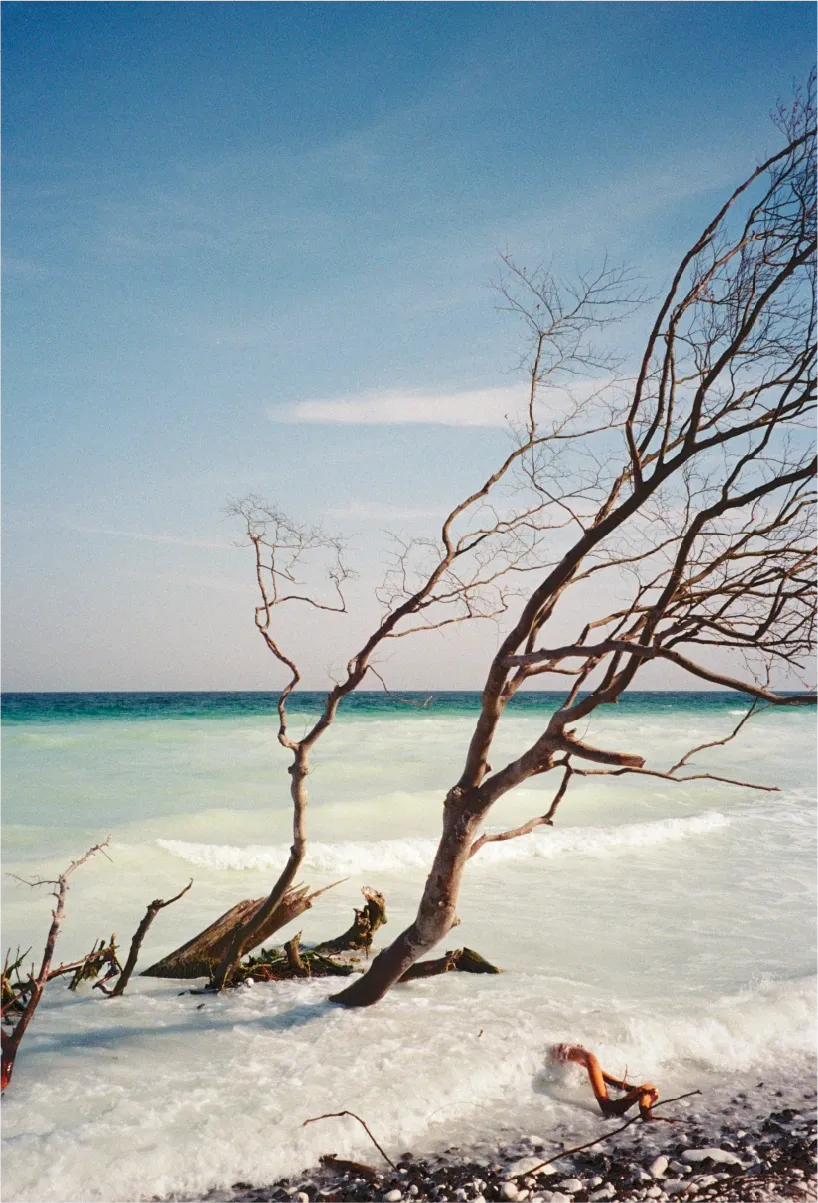 A bare, wind-bent tree standing in the surf on a rocky beach, sea and sky behind it.
